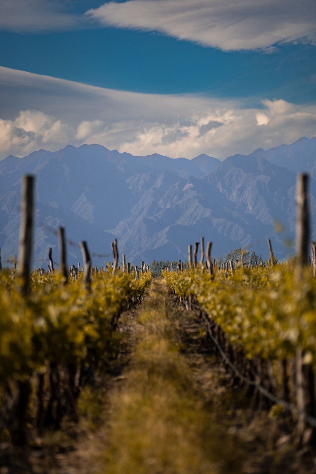 Members walking a private vineyard
